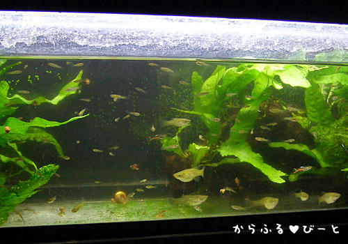 エンドラーズ水槽