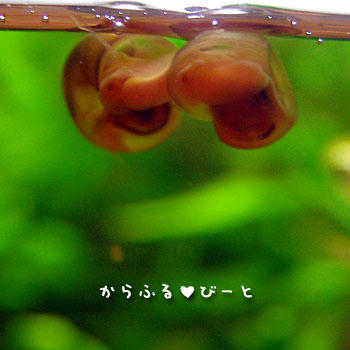 レッドラムズホーン