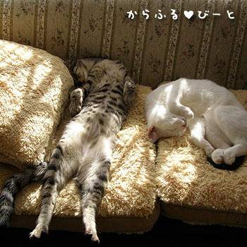 お昼寝中のカゲトラとバロン