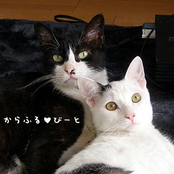 親子のようなプリンとバロン