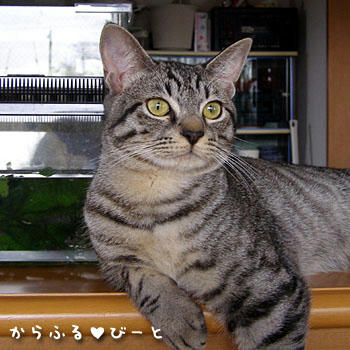 容姿端麗なカゲトラ