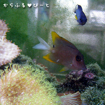 トミー＆アレンズ