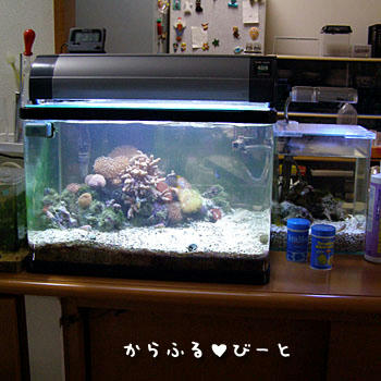 サンゴ水槽