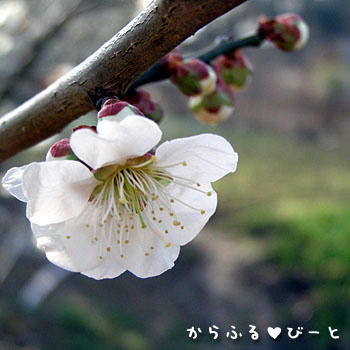 梅