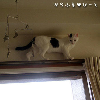バロンの綱渡り