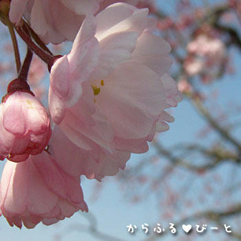 枝垂桜