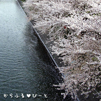 荒子川の桜