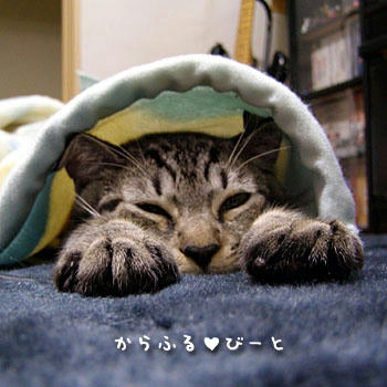 カゲトラの寝顔