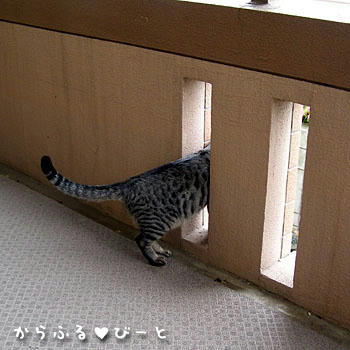 外を覗くカゲトラ