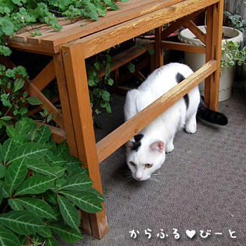 ベランダデビュー