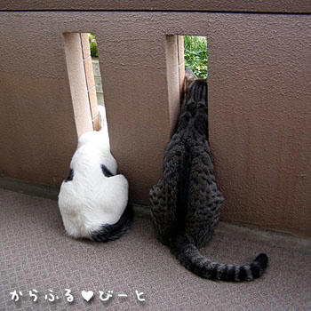 仲良くベランダで