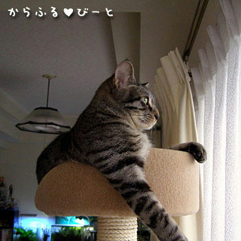 カゲトラくん