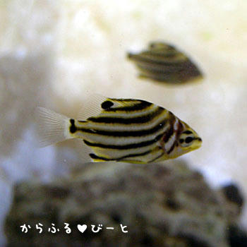 カゴカキダイ