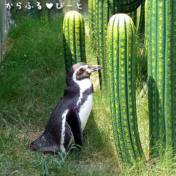 フンボルトペンギン