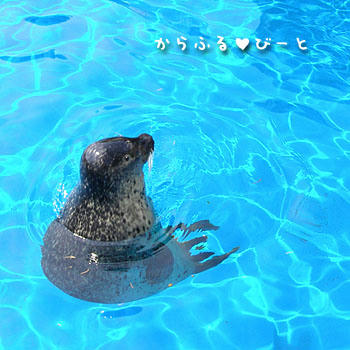 アザラシ