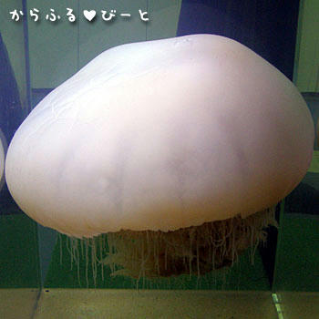越前クラゲ