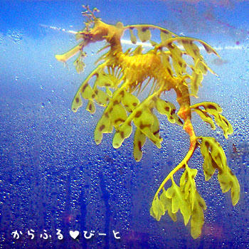 リーフィーシードラゴン