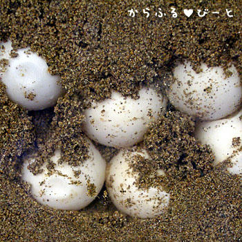 ウミガメの卵