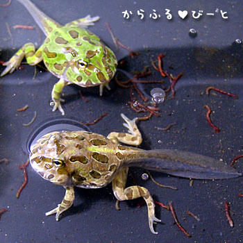 クランウェルオタマジャクシ