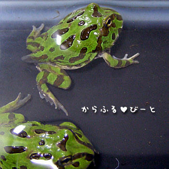クランウェルオタマジャクシ