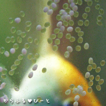 エンゼルの卵