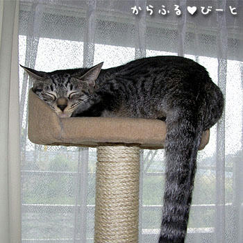 何処吹く風のカゲトラ