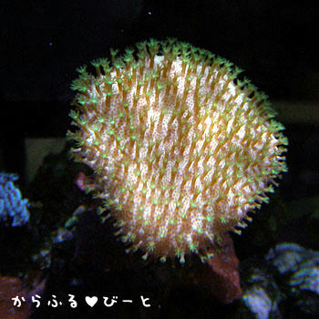 ウミキノコ