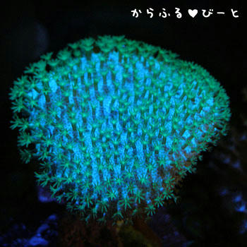 幻想的なLEDの光