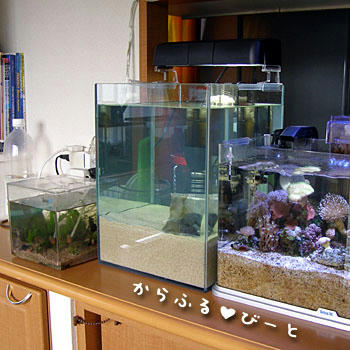 エーハイム水槽