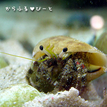 紛れ込んでいたヤドカリ君