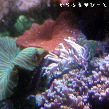 ミノウミウシ