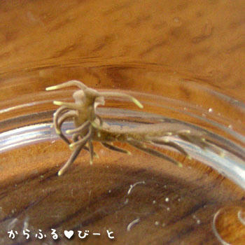 ミノウミウシの素顔