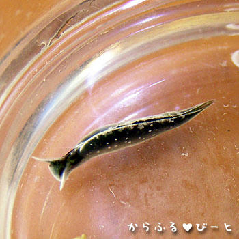 ウミウシその1