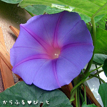 やっと咲いたアサガオ