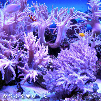 竹島水族館