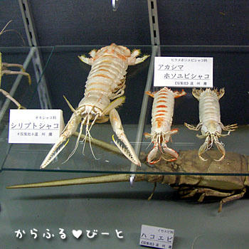 巨大シャコ標本