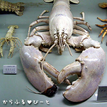 巨大ザリガニ
