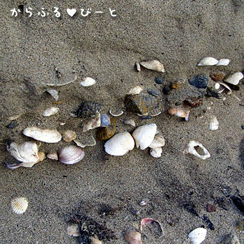 地層状に埋まる貝殻