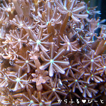 ハナヅタ