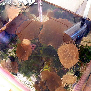 ミニミニサンゴ水槽