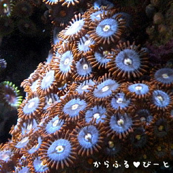 マメスナ・オレンジ