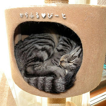 ヤマネみたいなカゲトラ