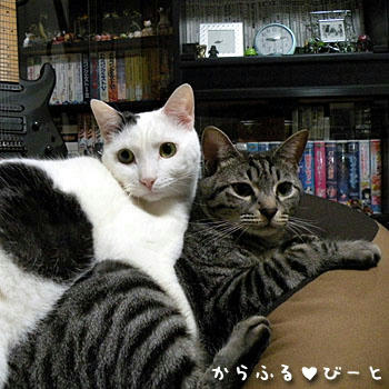 二匹で奪い合い