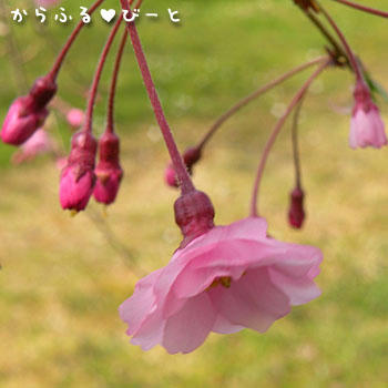 枝垂桜