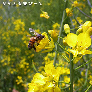 愛知牧場のミツバチ