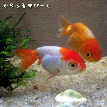 らんちう