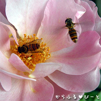 お客様♪