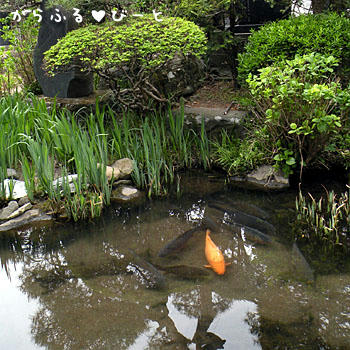 正願寺の池