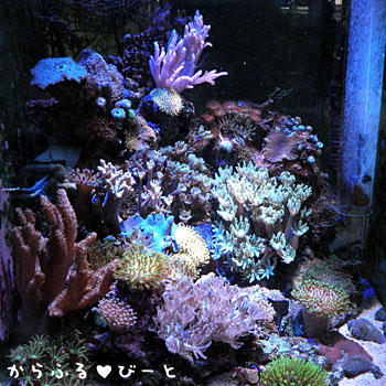 水槽全景