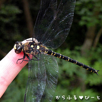 指から離れないトンボ